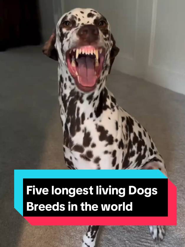 @The pet post