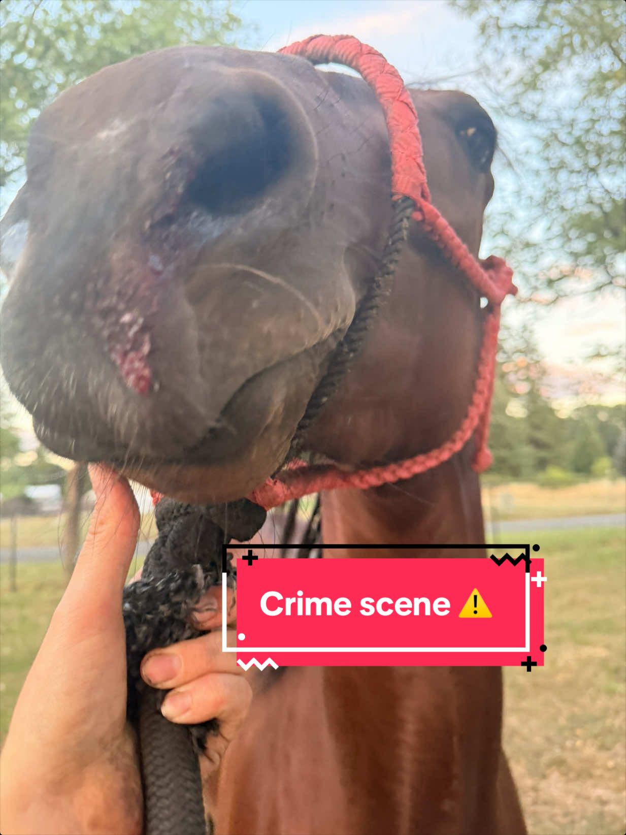 @โญ Stephanie Schwagler โญ