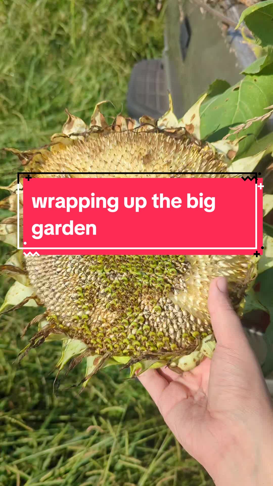 @Evie'sGarden