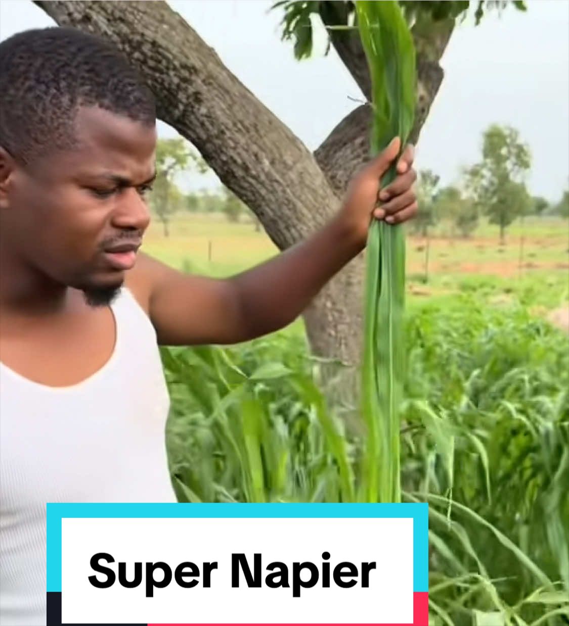 @Sambla Farming