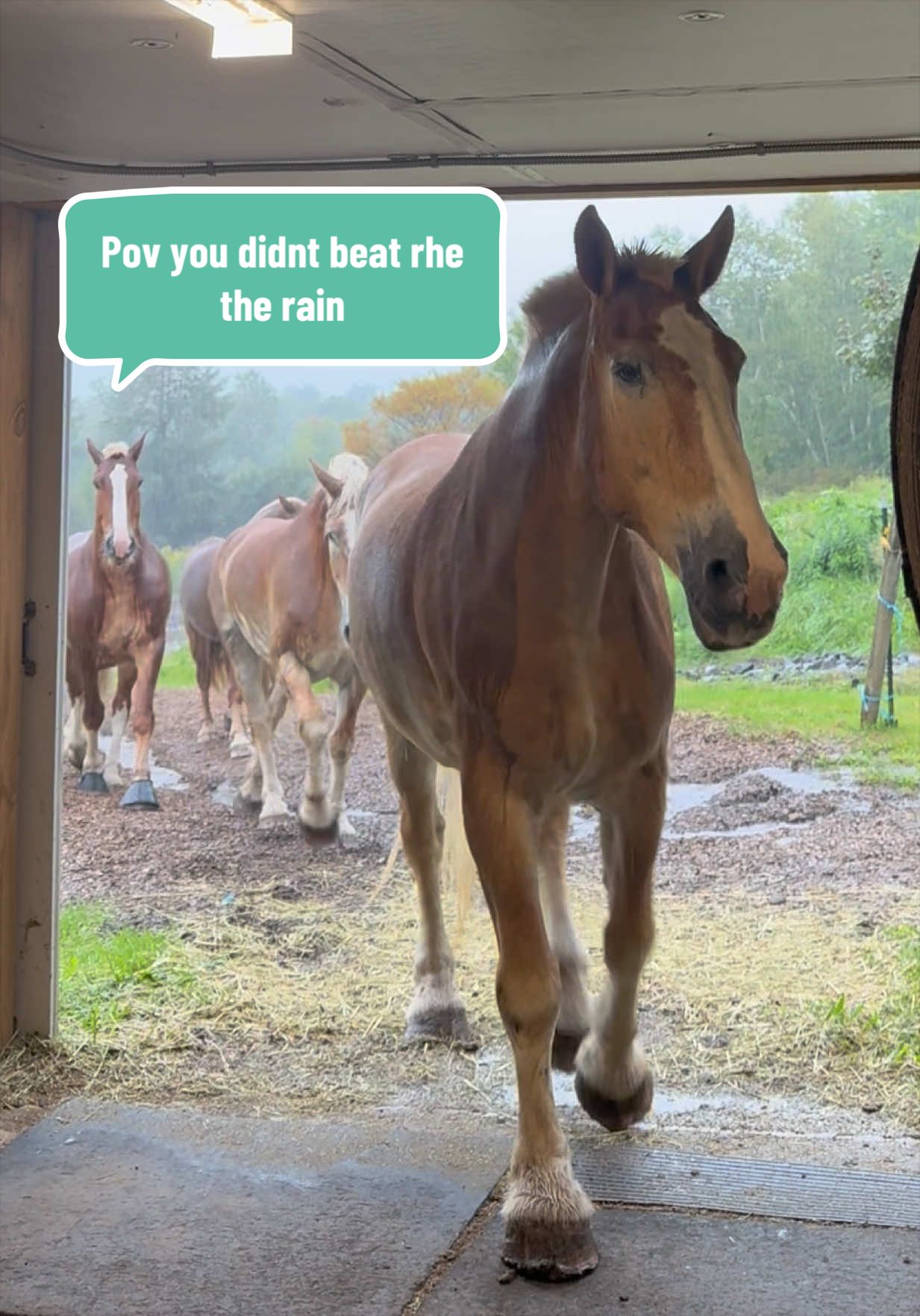 @HorsesFirst