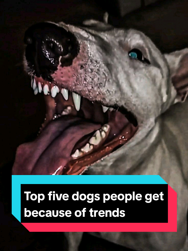 @The pet post