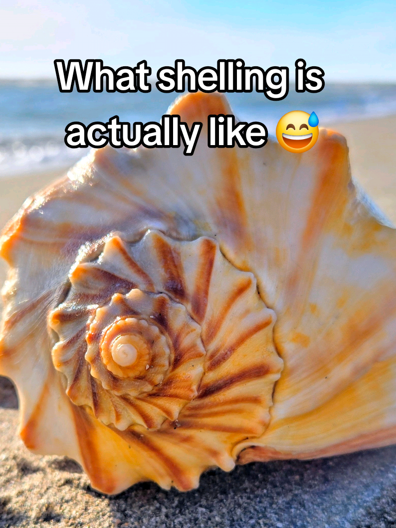 @The Seashell Mermaid ๐