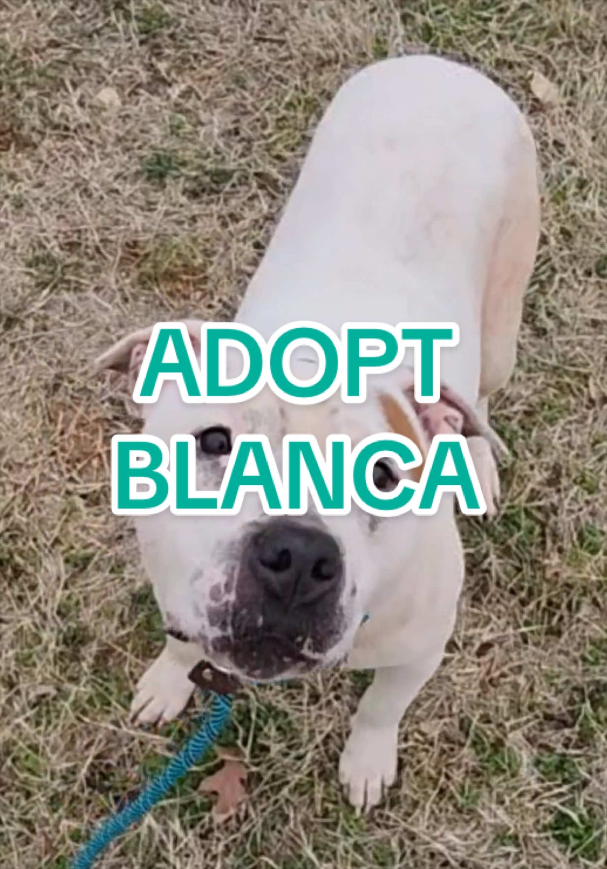 @Adopt a Pet