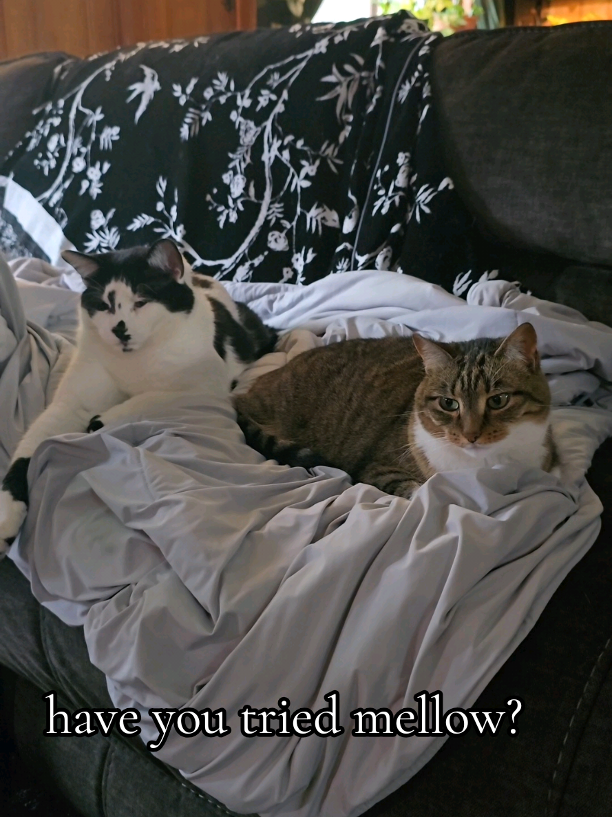 @𝓚𝓪𝓽 𝓦𝓱𝓮𝓮𝓵𝓮𝓻🐈⬛