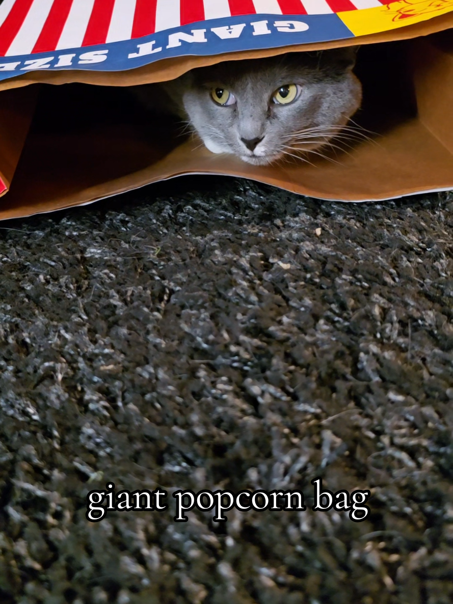 @𝓚𝓪𝓽 𝓦𝓱𝓮𝓮𝓵𝓮𝓻🐈⬛