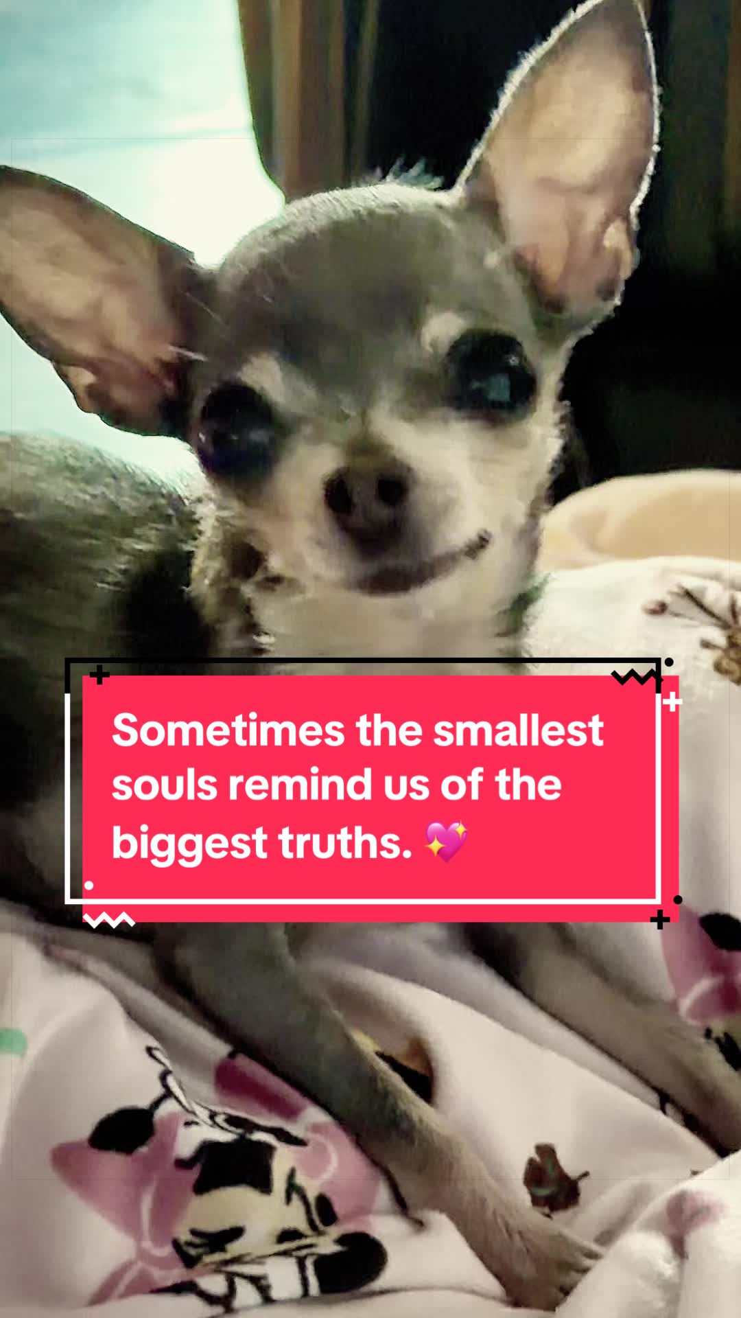 @Tinytiffytheteacupchihuahua