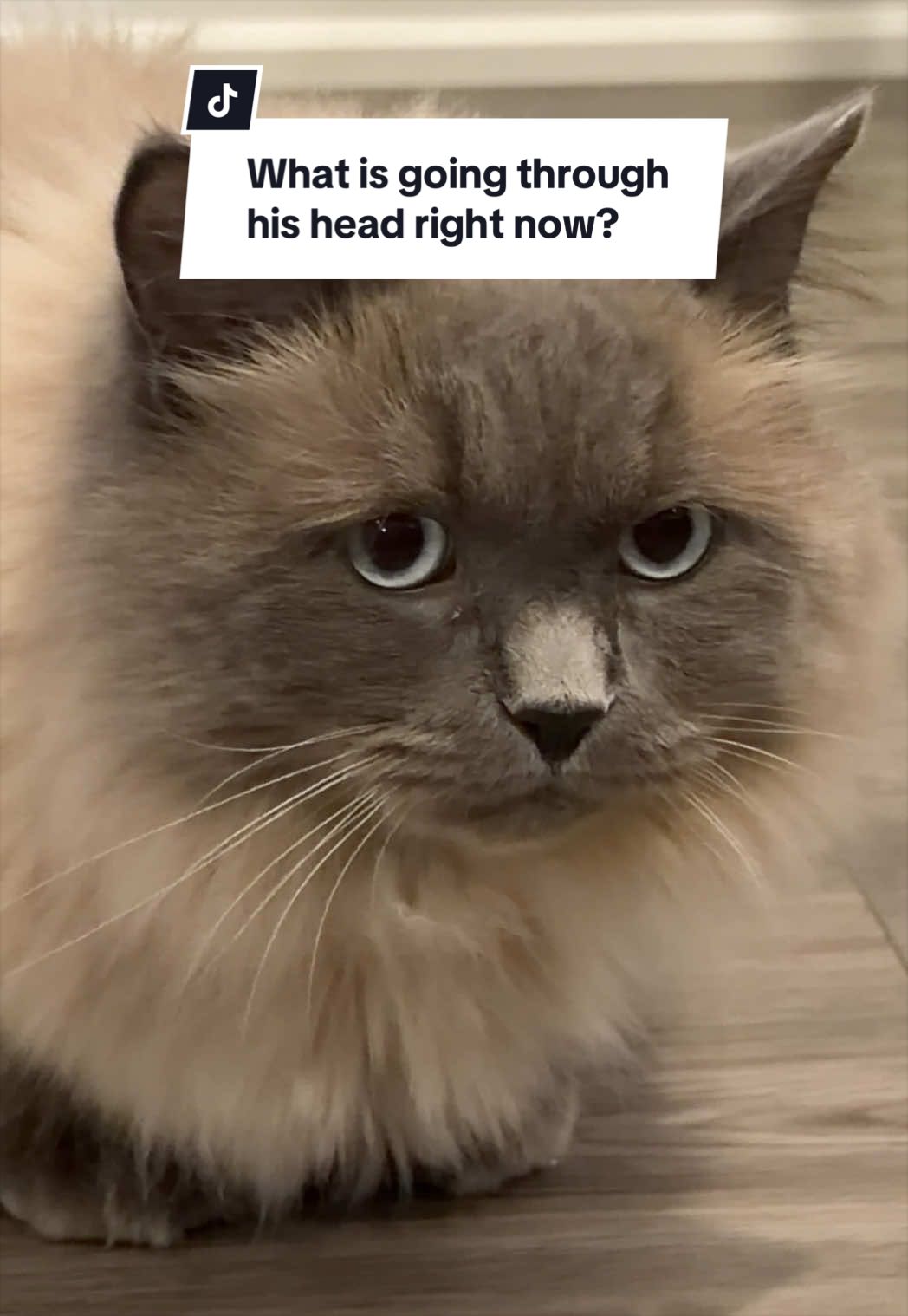 @Tuft & Paw