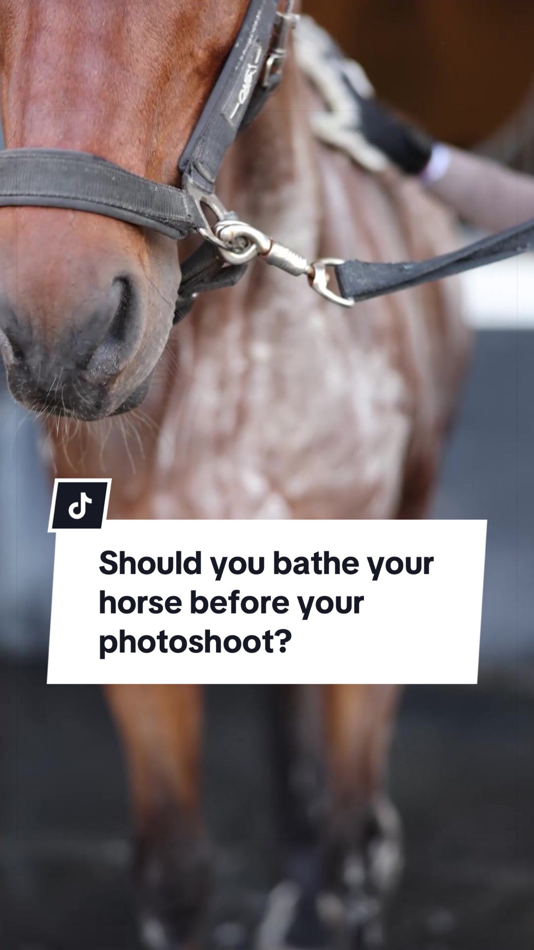 @Aubray | Equine Photographer