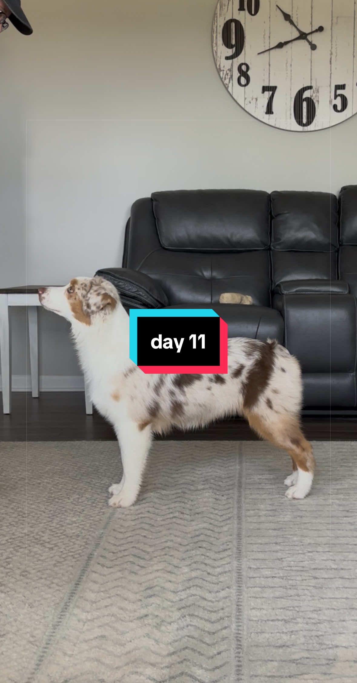@Beck | Kentucky Dog Trainer
