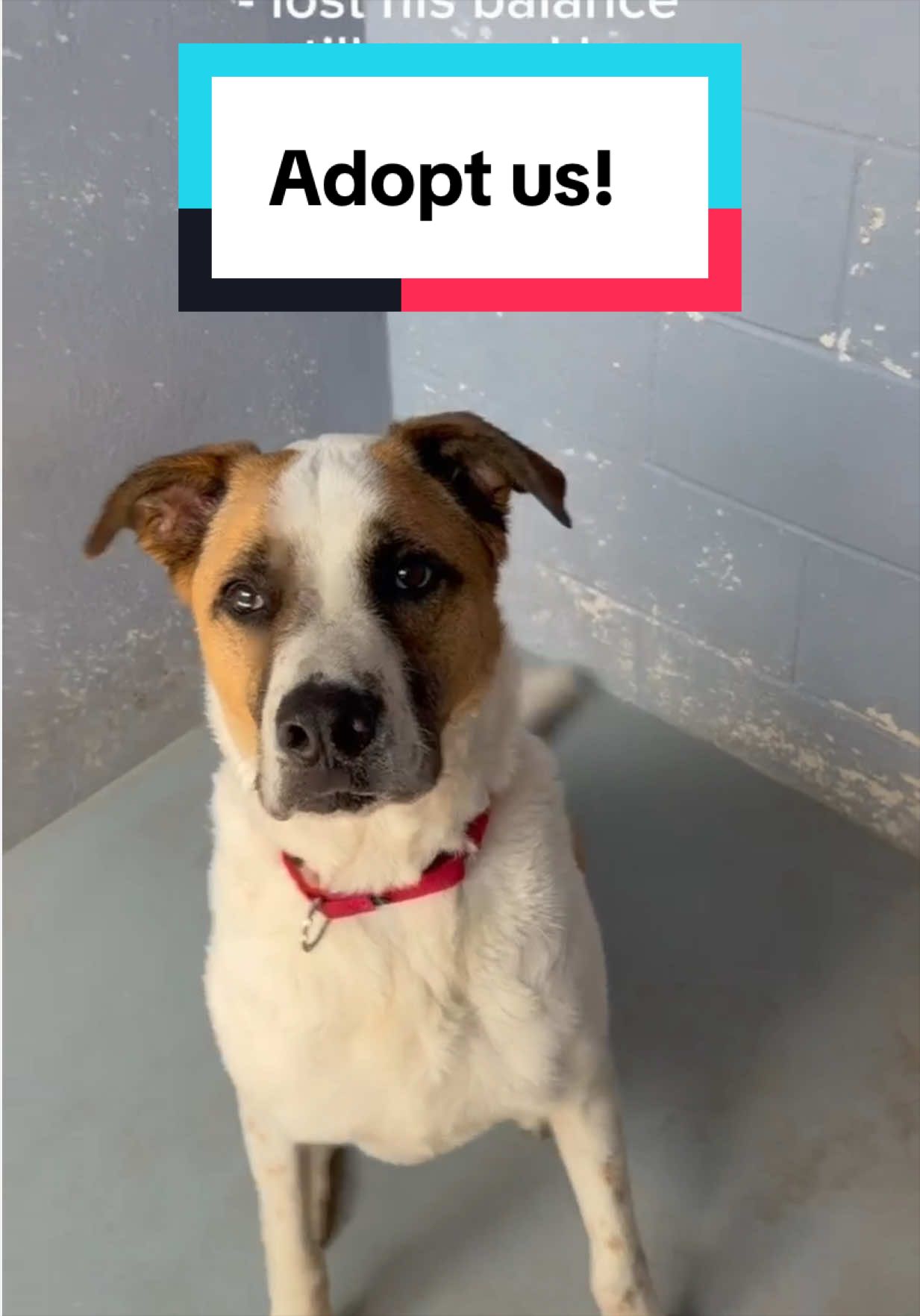 @PAWS Shelter