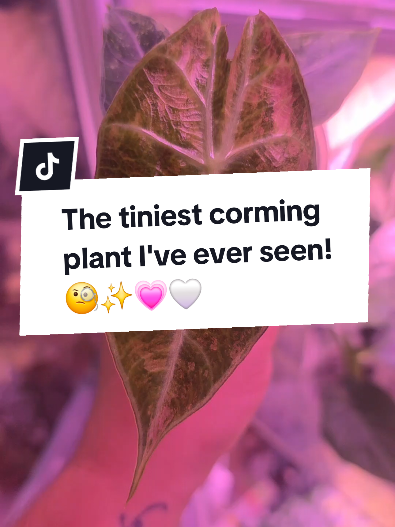 @Chelsea | 🌿Tranquil Jungle🦄