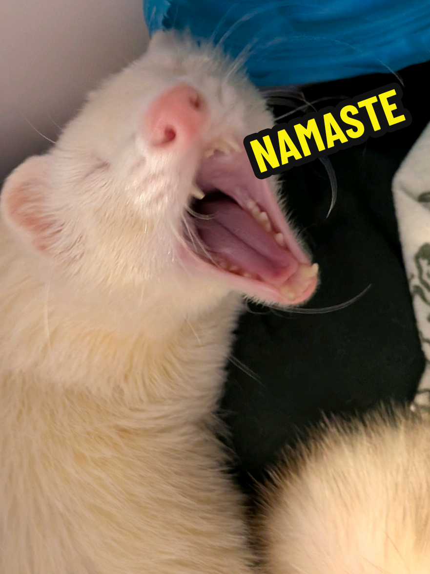 @Chaos Critters