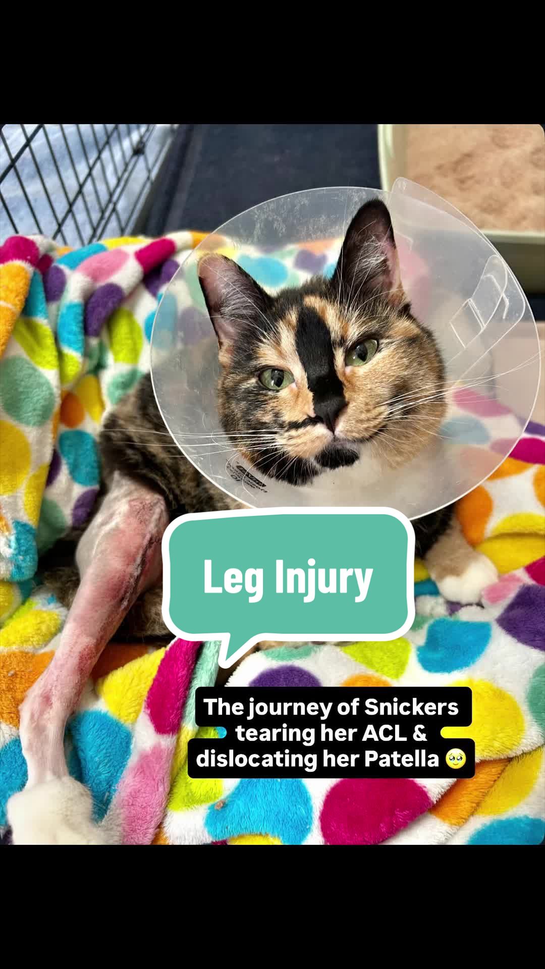 @SnickersTheSmilingCat