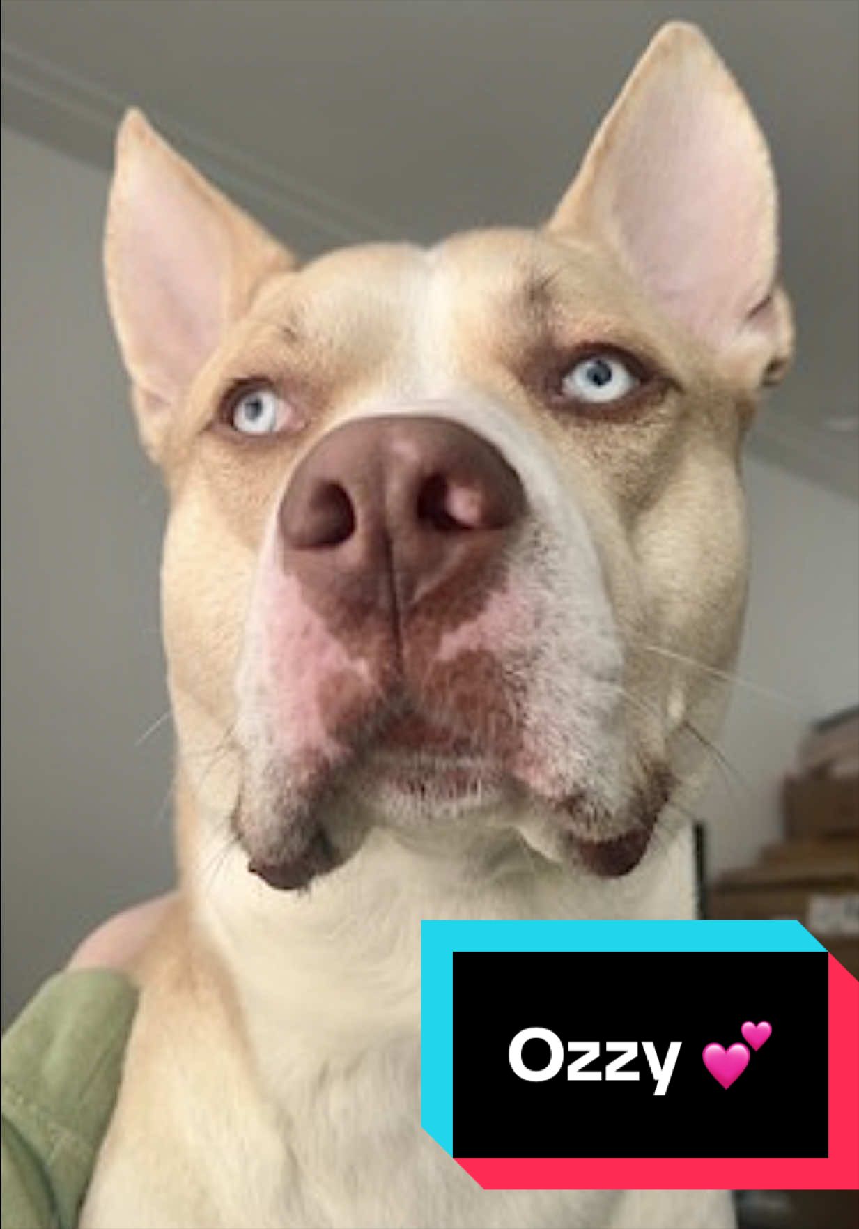 @Joyful Pets