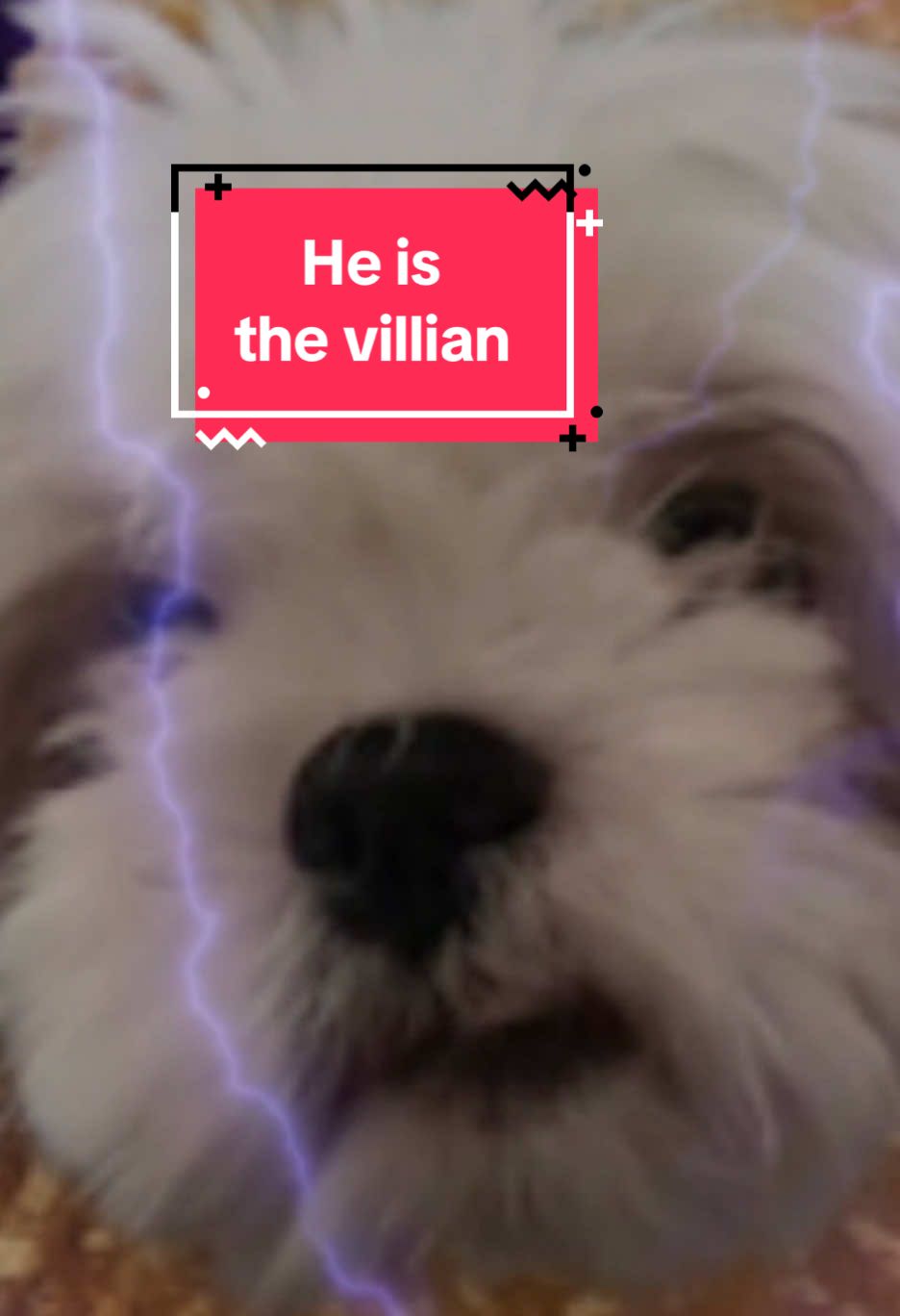 @2many.mutts