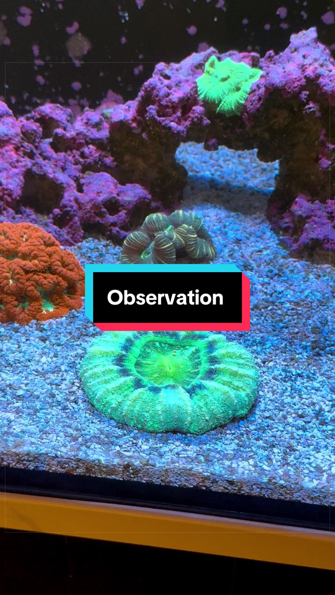 @ReefTok