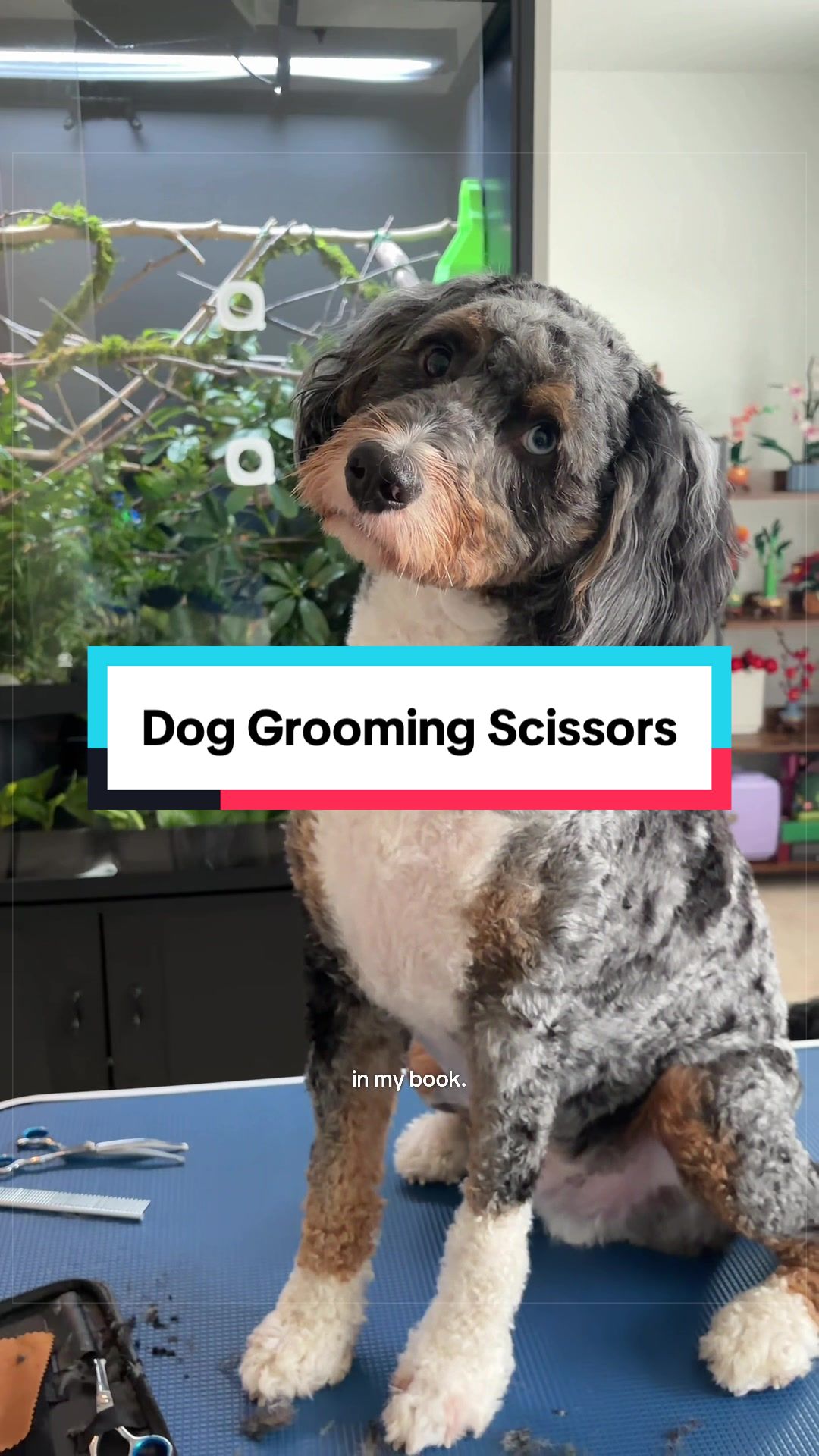 @Archie The Bernedoodle