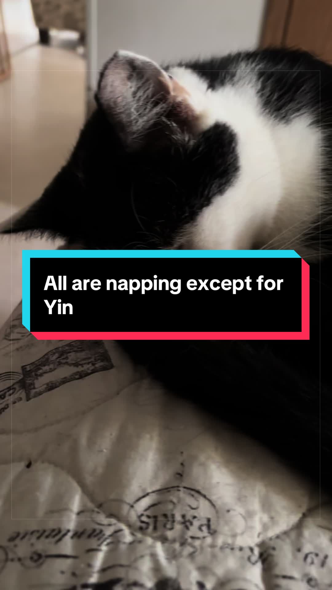 @catlover313official