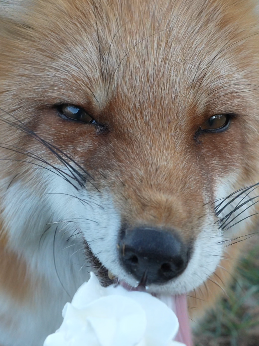 @saveafox