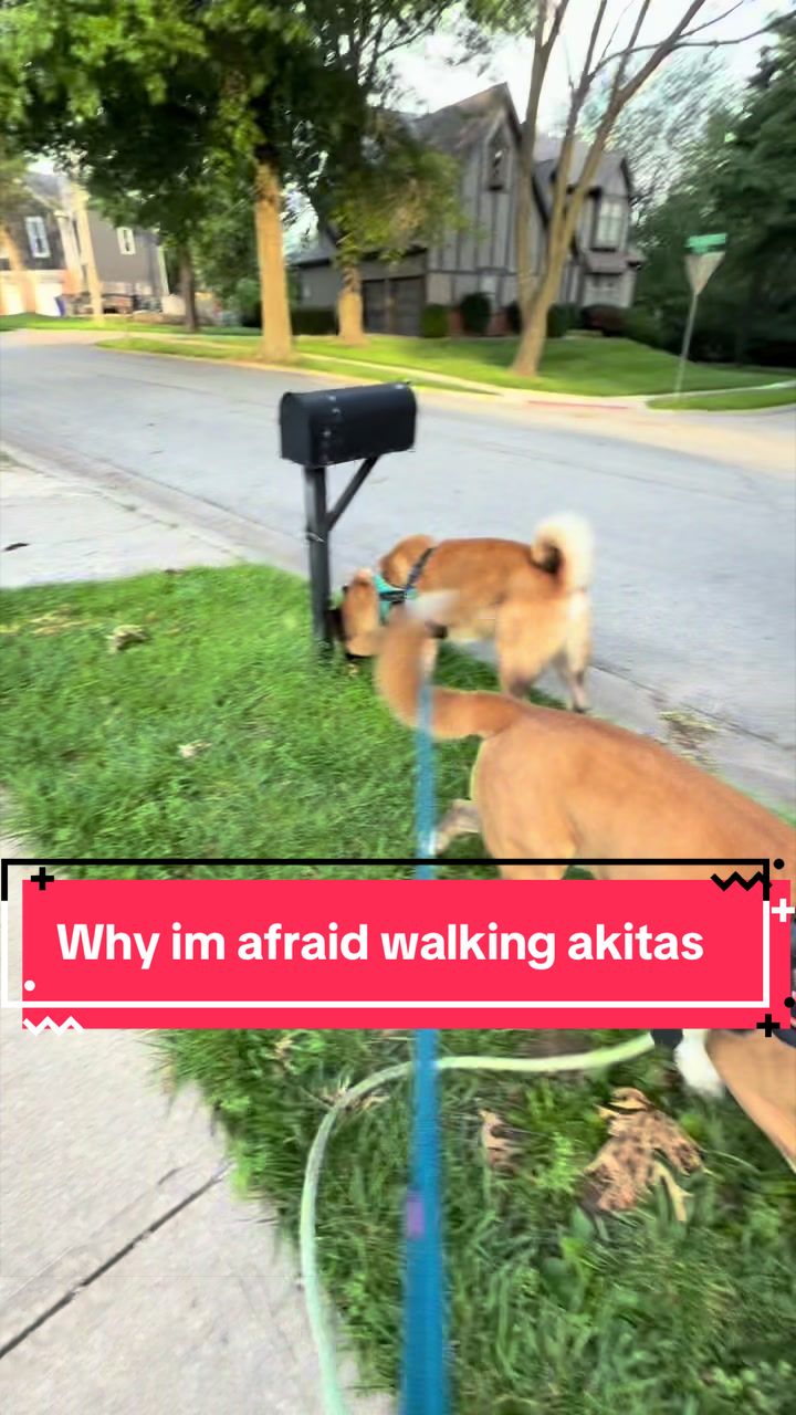 @Akita Brothers