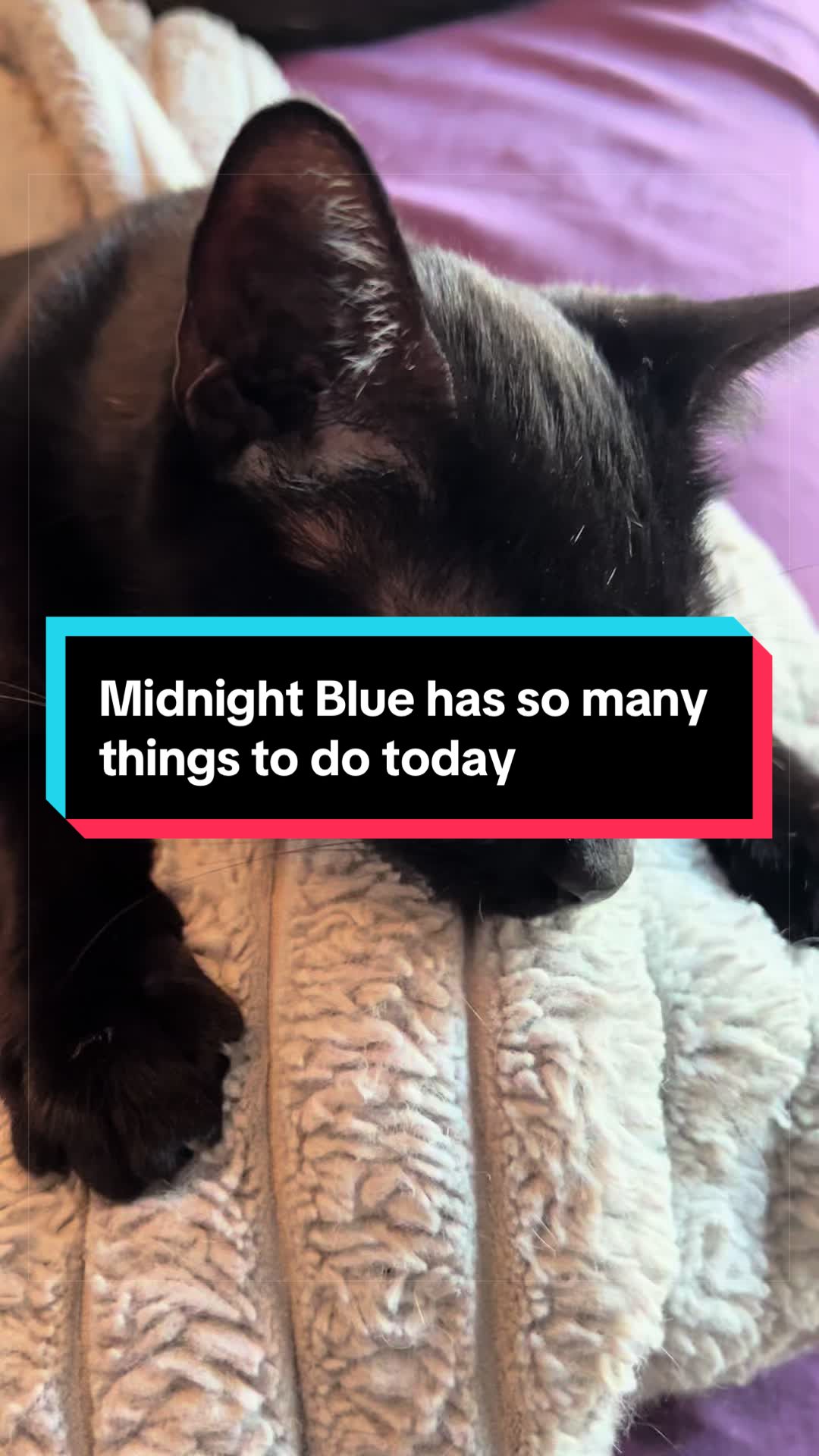 @catlover313official