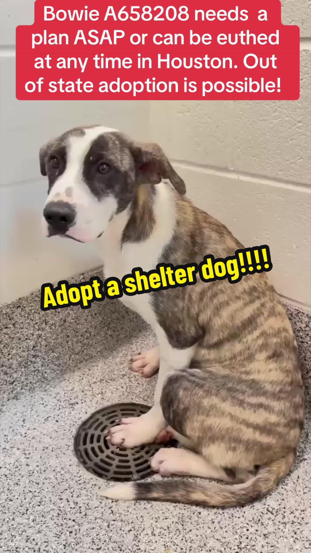@Rescue Dog Army