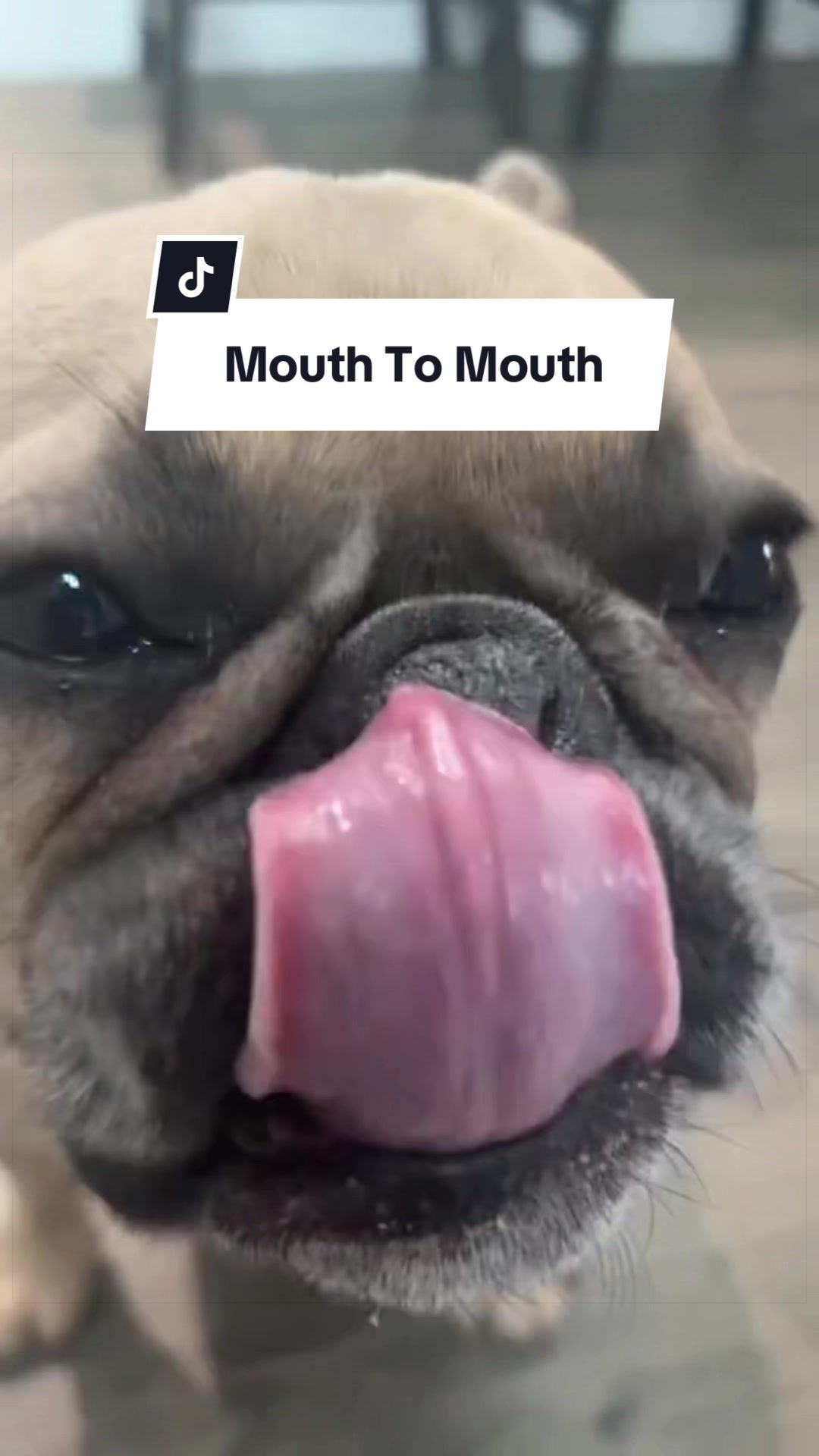 @Somefrenchienamedapollo