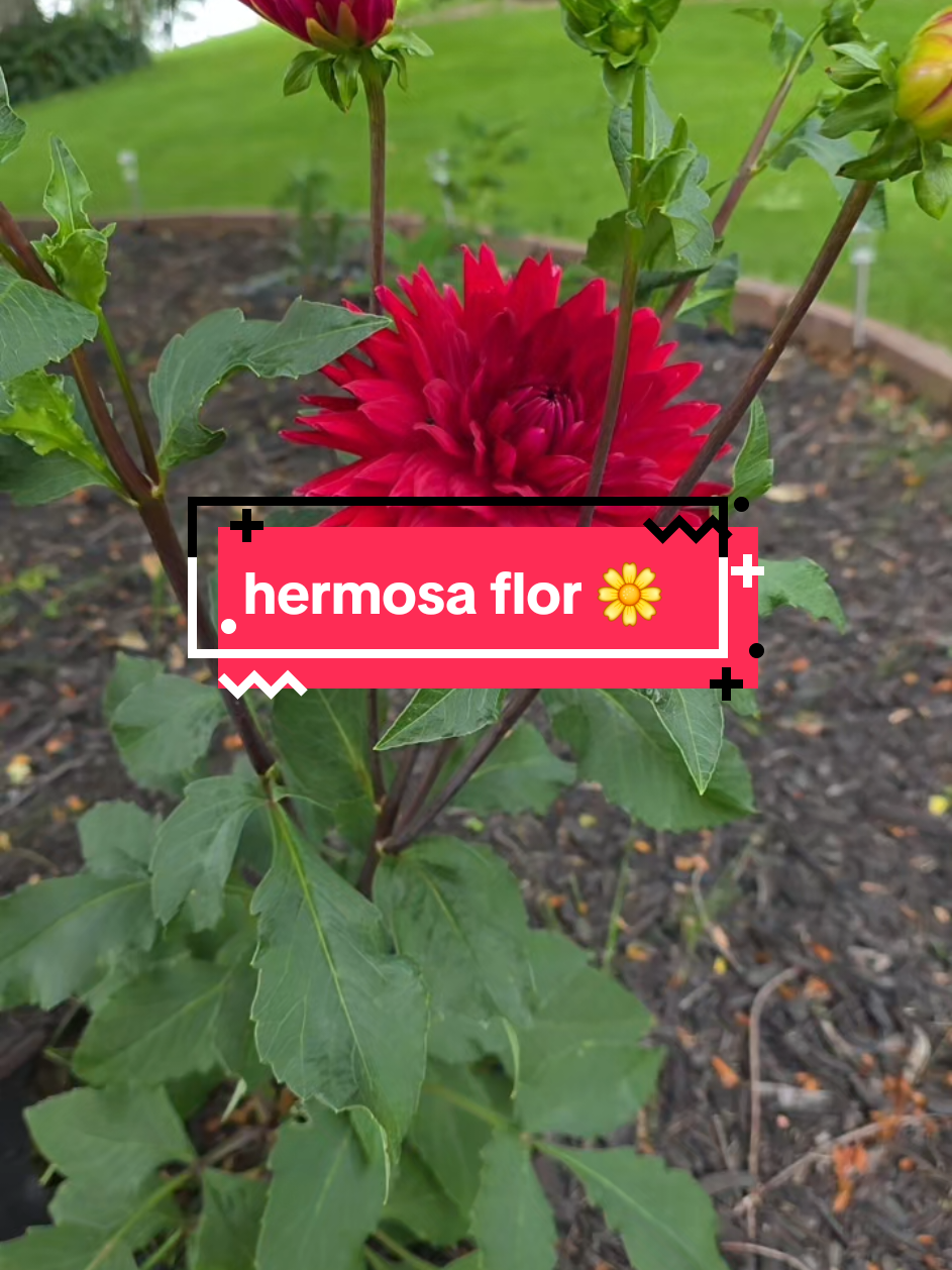 @✾🩷ᴍᴀʀᴛɪɴᴀ ʀᴇʏᴇs ᴍᴀʟᴅᴏɴᴀᴅᴏ🩷 ✾