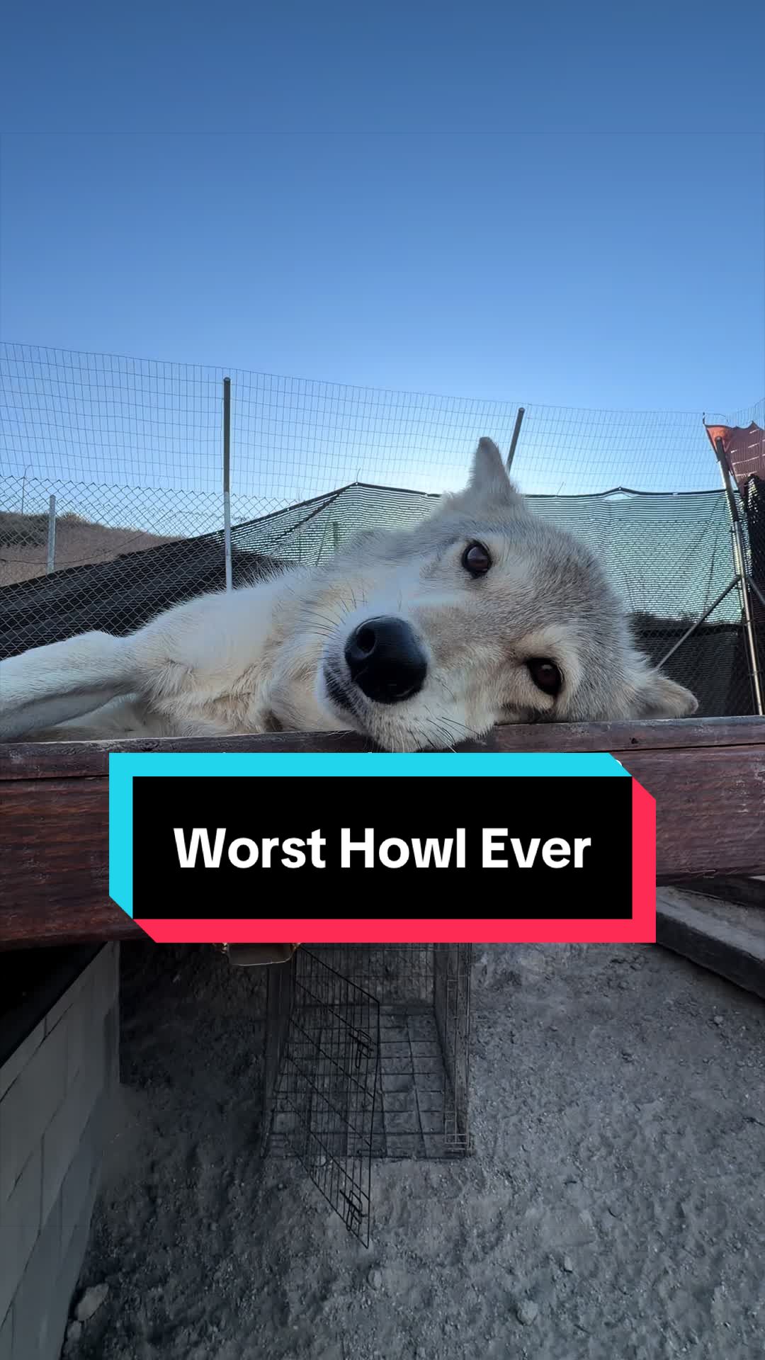 @ApexWolves