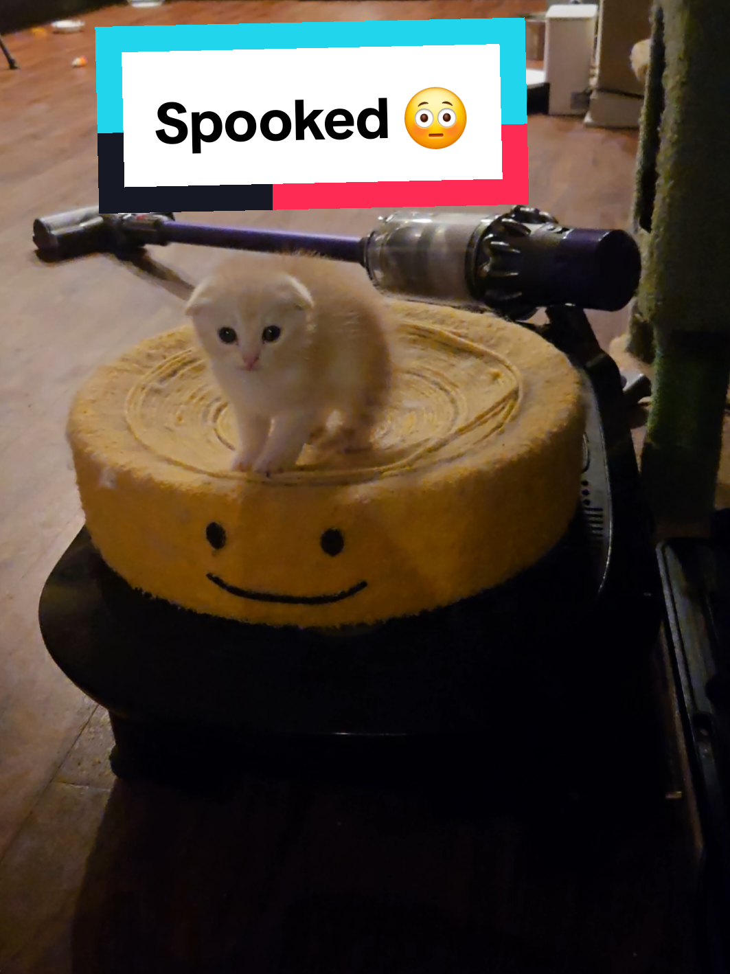 @Brittany Beauties Kittens