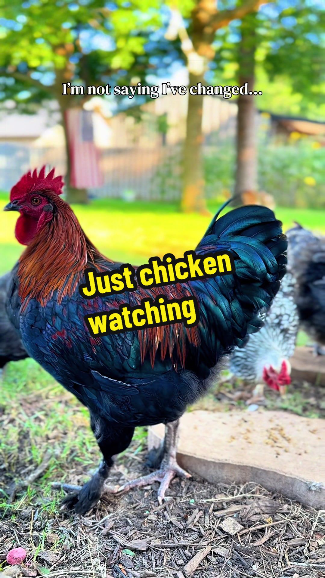 @Wingin It Homestead