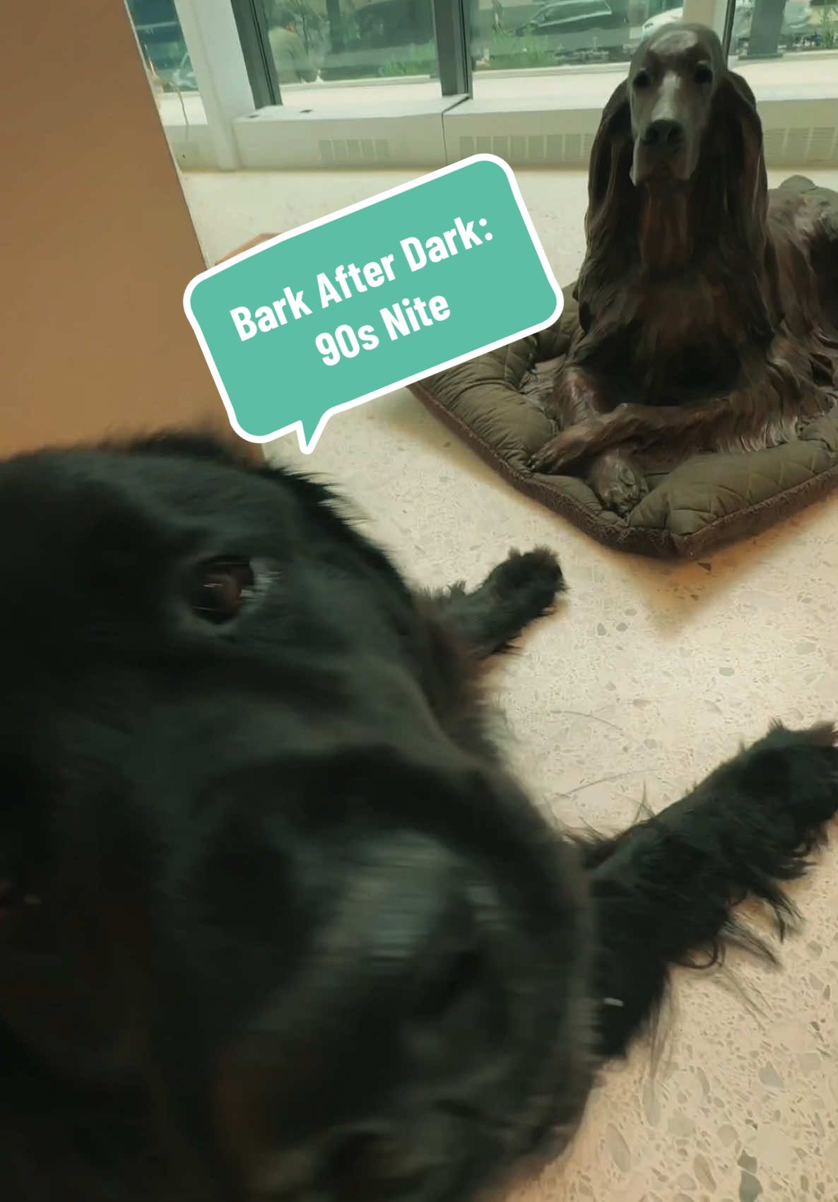 @AKC Museum of the Dog