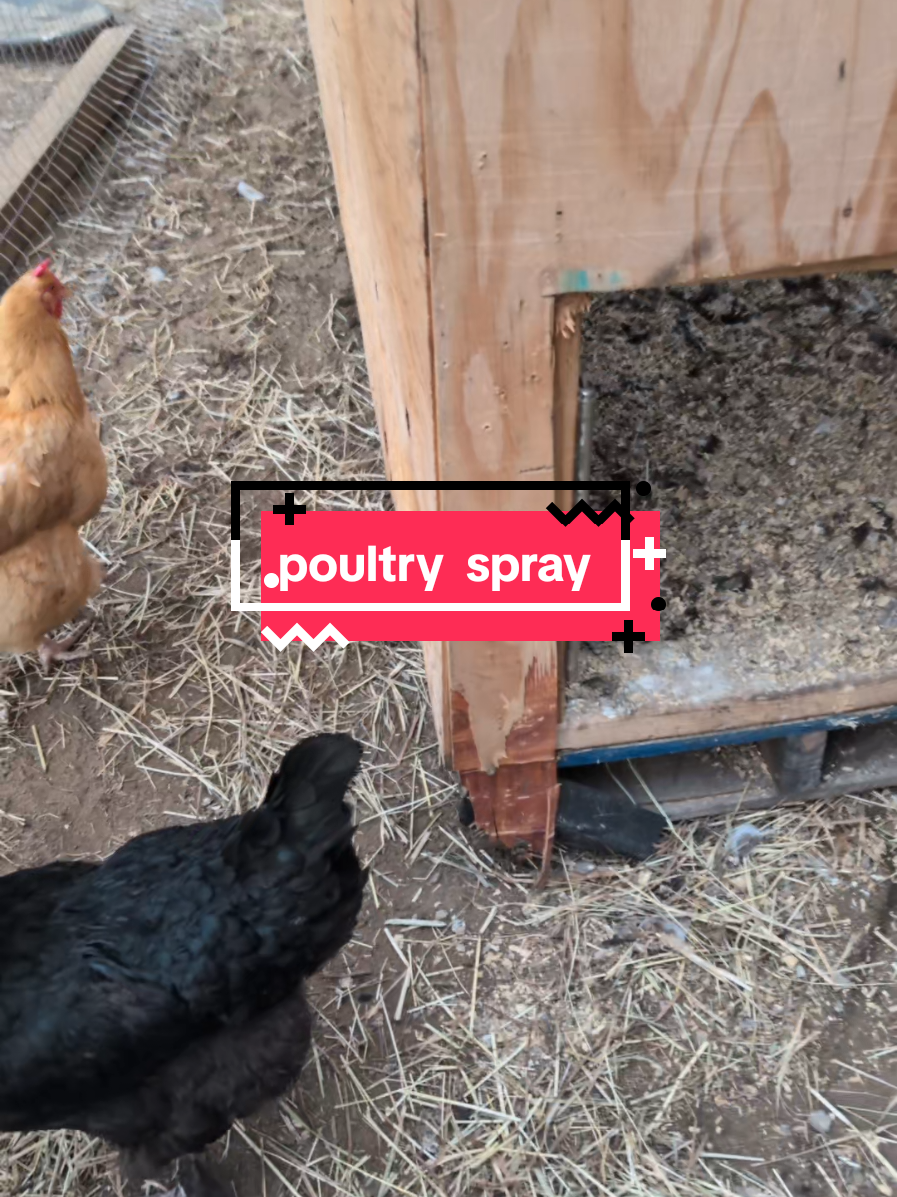@Chickens & Bullies