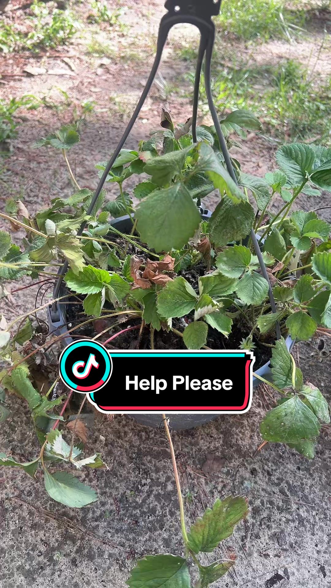 @dreamplantsquirrel