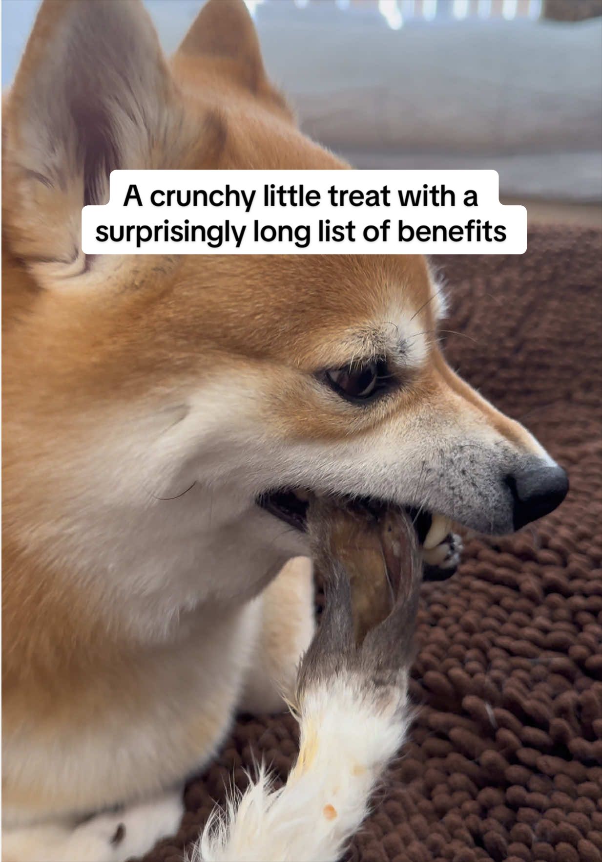 @Flock of Shibas 🐕🐕🐕