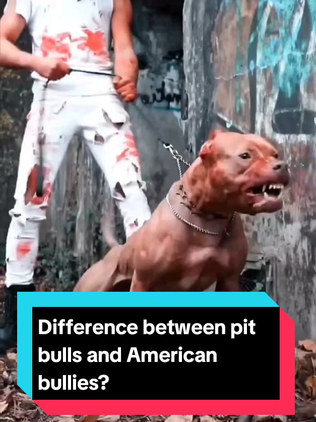 @The pet post