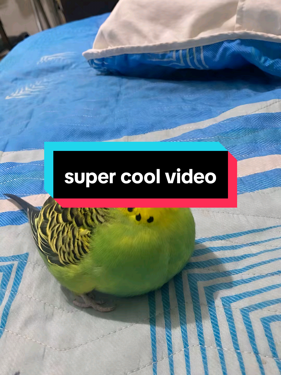 @dinofob