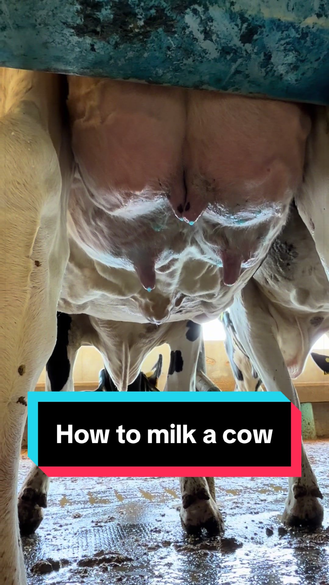 @Dairy Vet Dr. Michelle