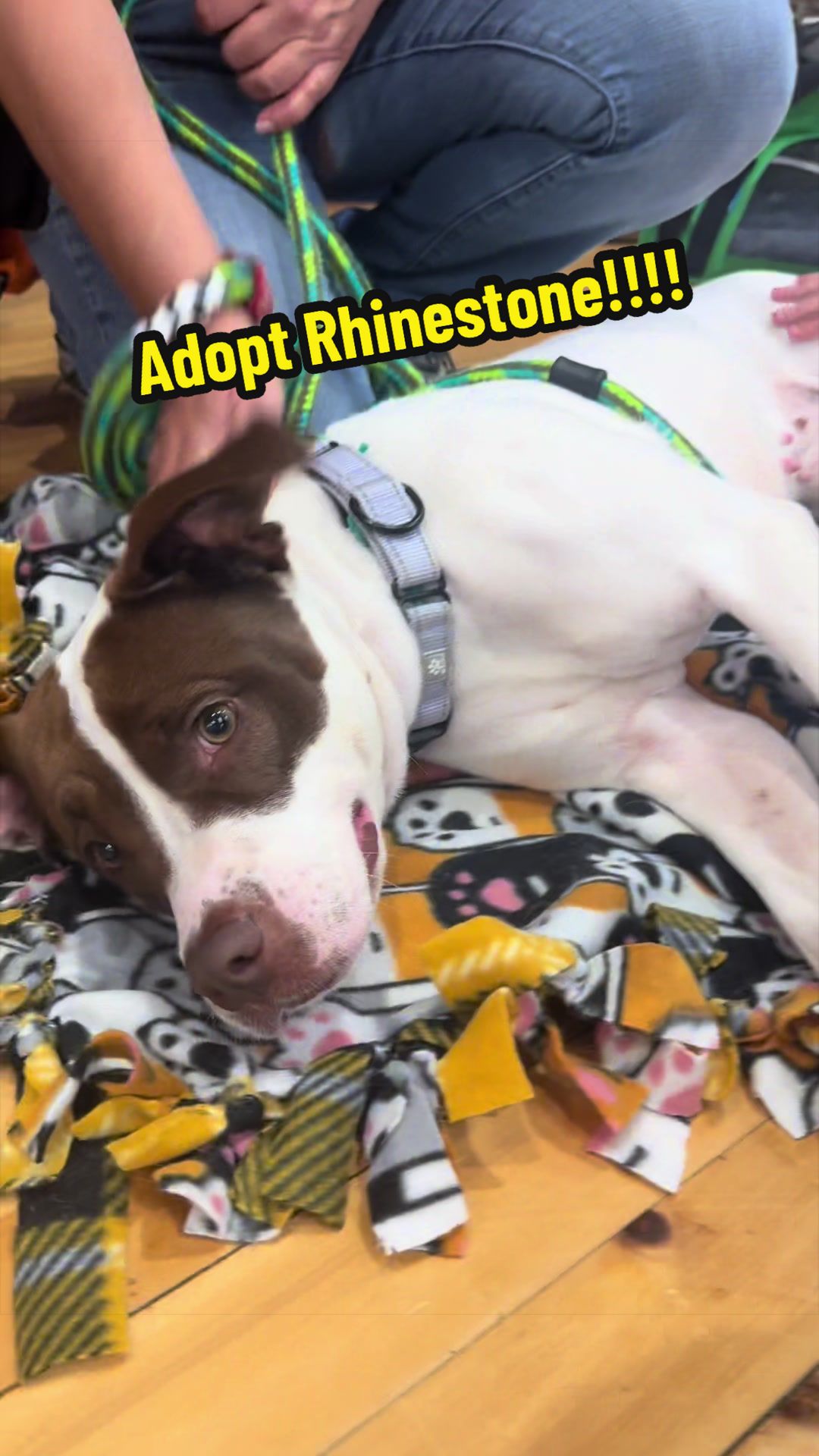 @Rescue Dog Army
