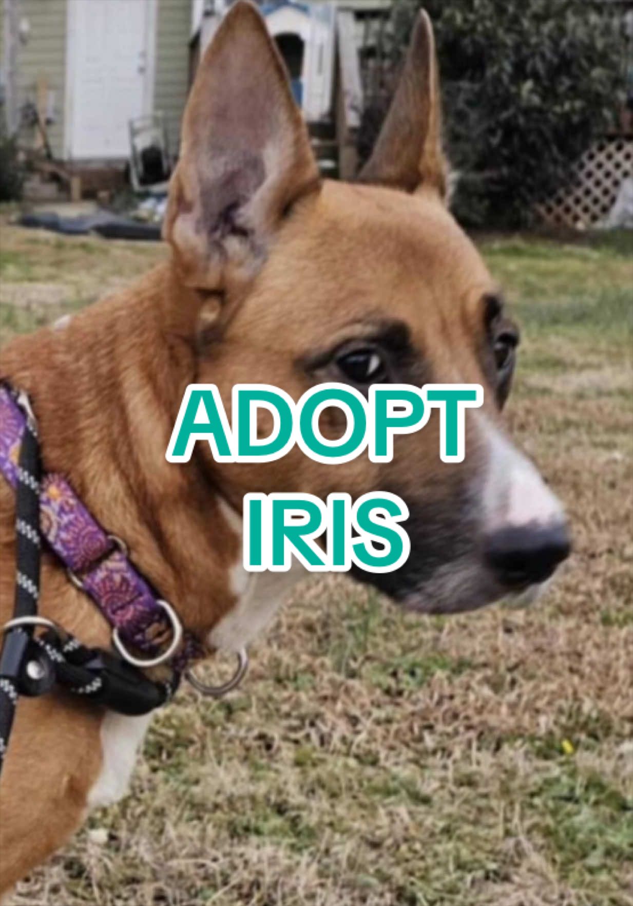 @Adopt a Pet