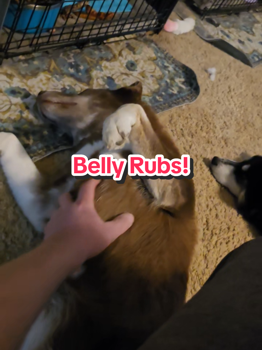 @The Dog Mom