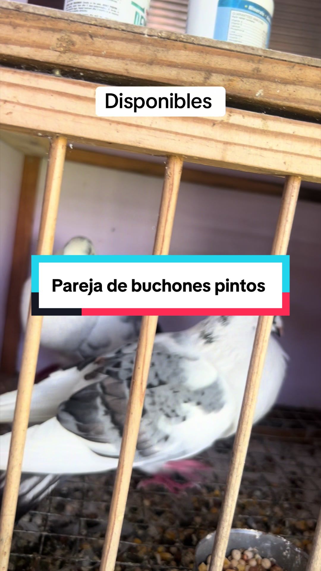 @Palomar Guines
