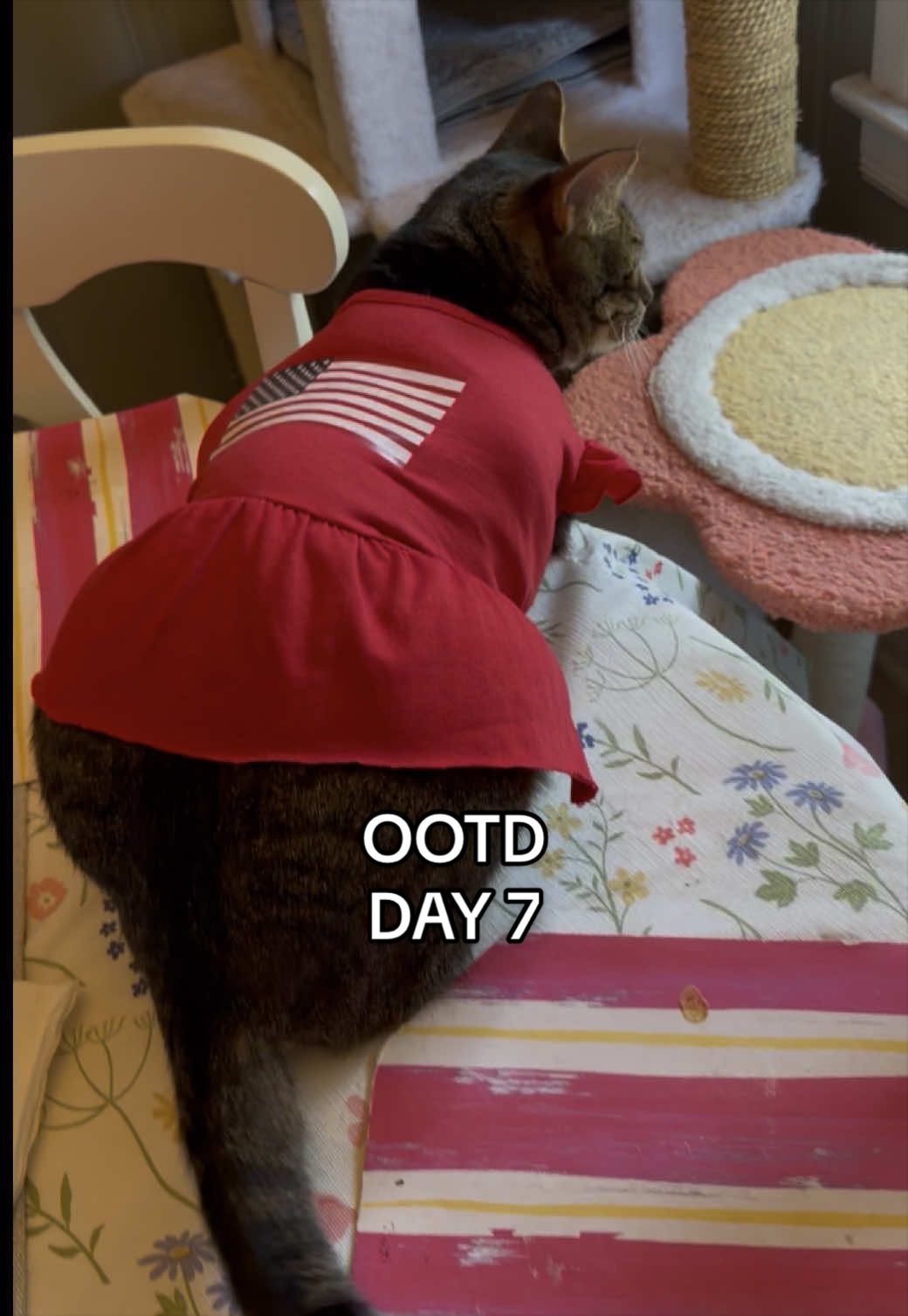 @KittKat❌🐾