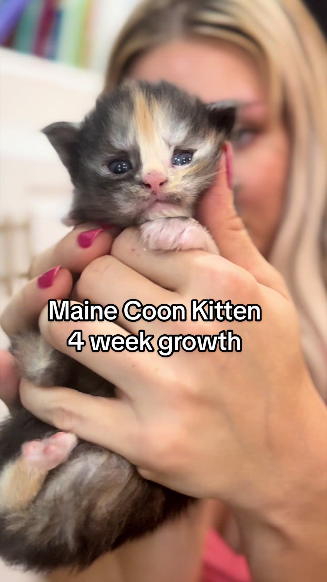@AristoCoon Cattery
