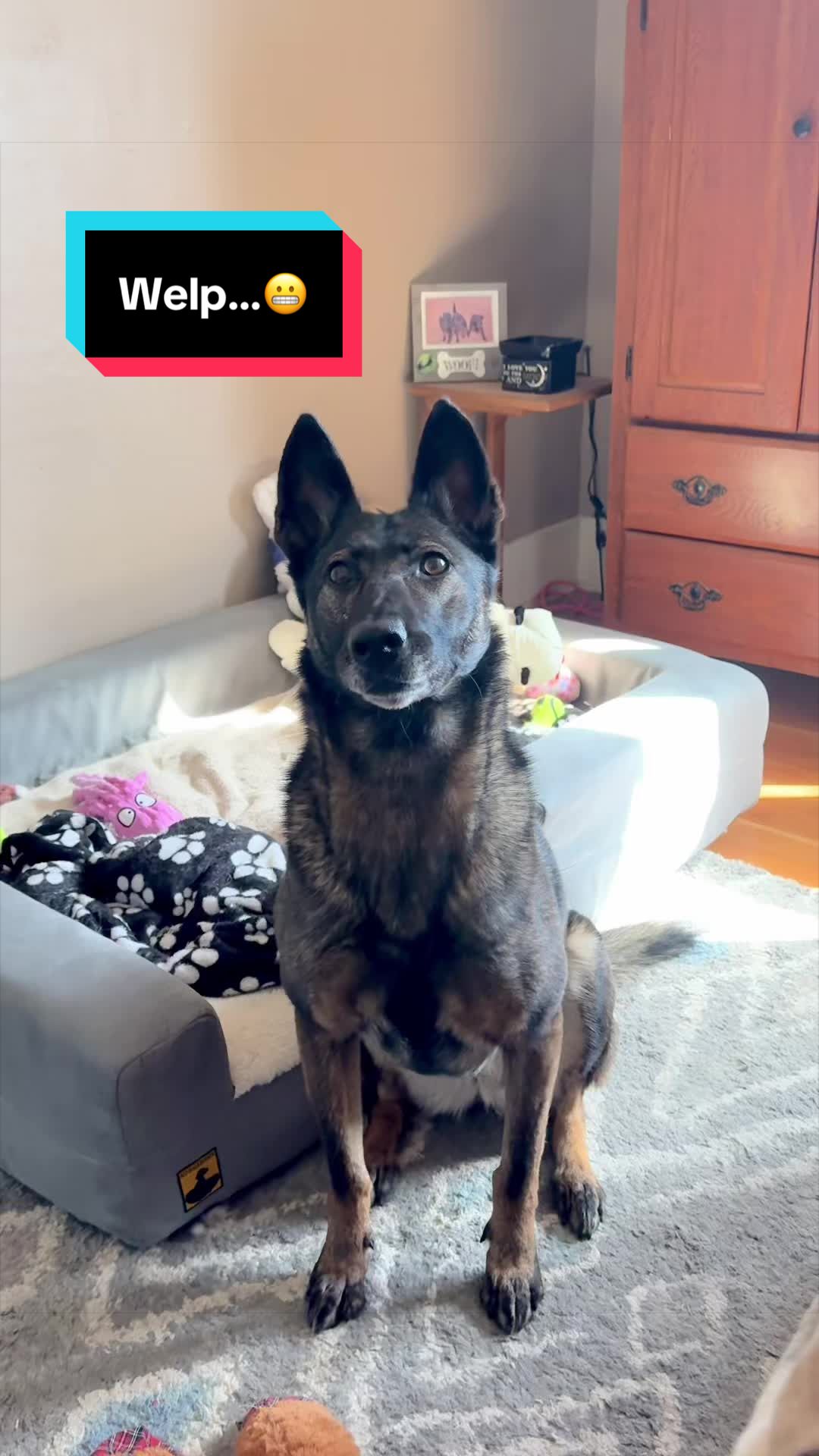 @K9 Dina