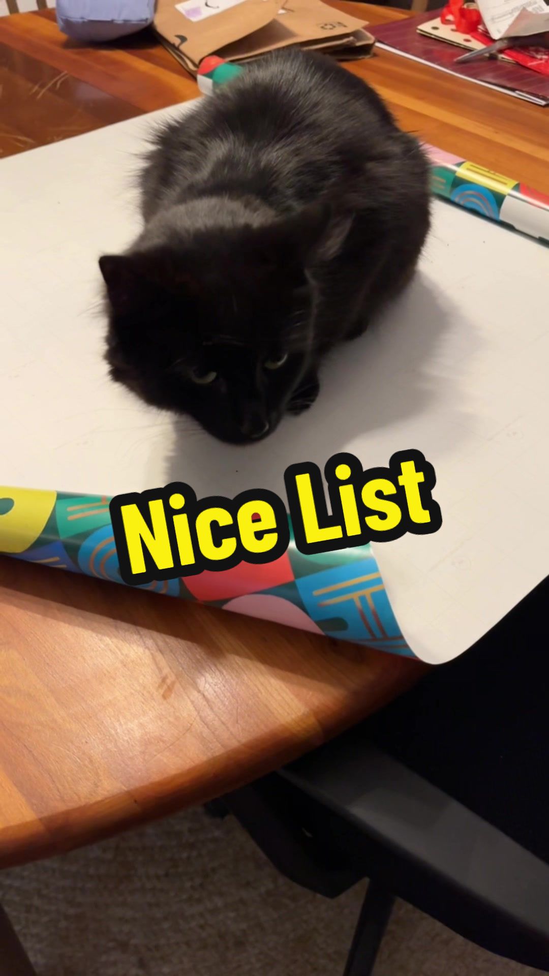 @three_meows_and_a_lady