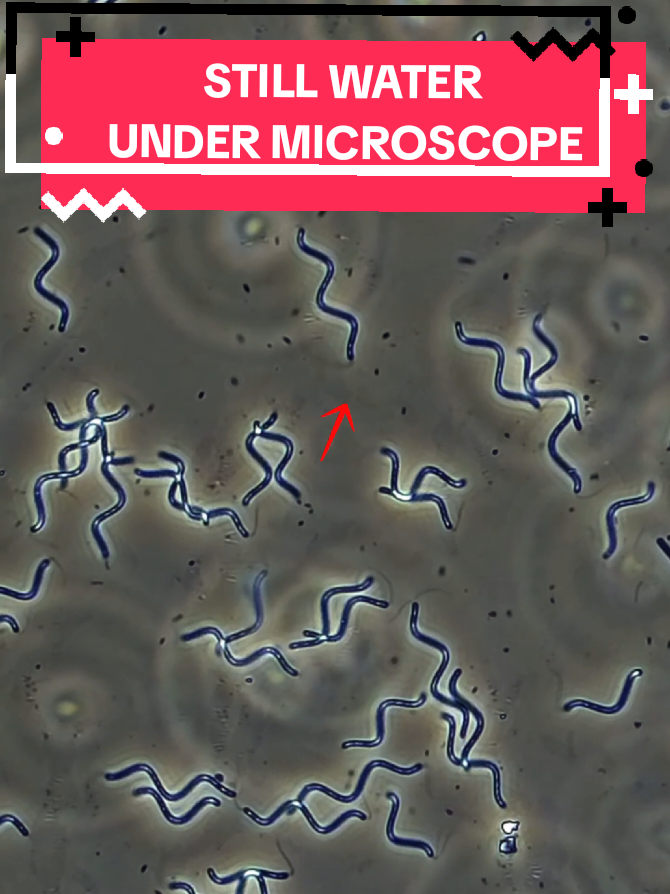 @Micro Man