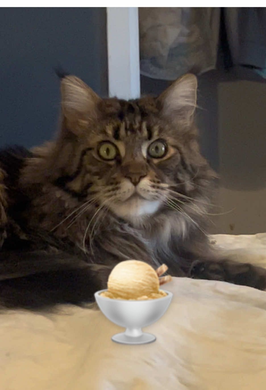 @Grapes the Maine Coon