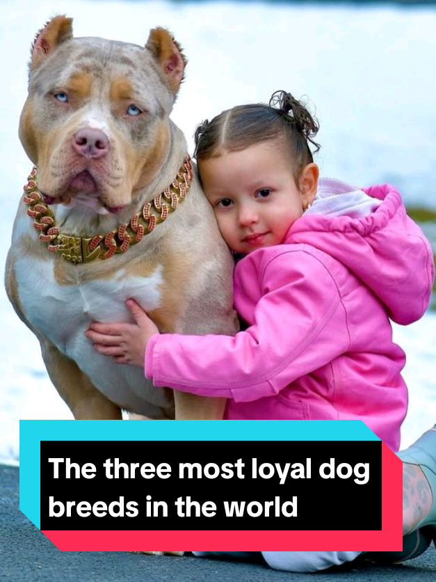 @The pet post